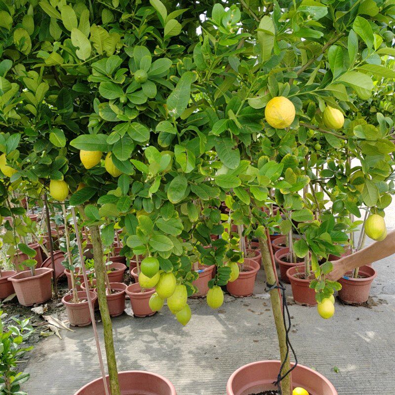 香水柠檬盆栽果树苗木室内客厅阳台大型绿植物开花结果