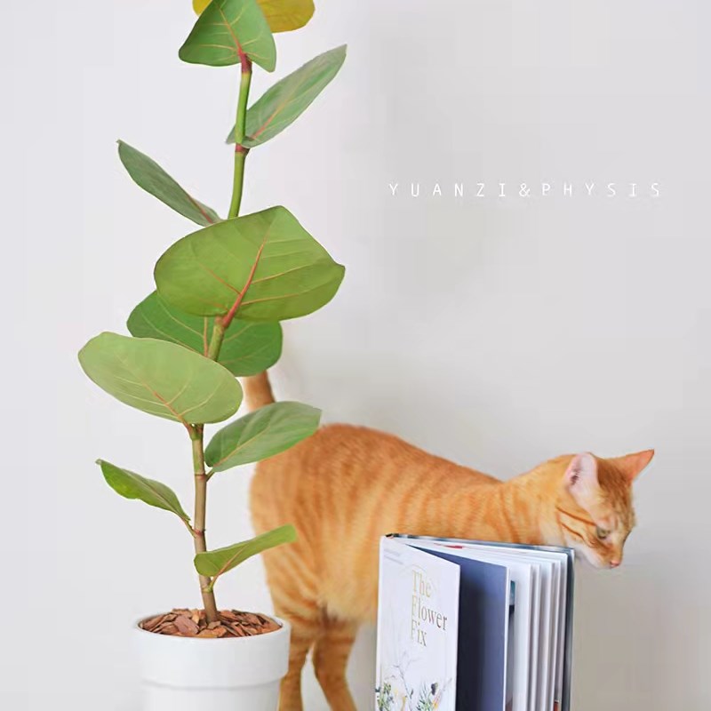 海葡萄绿植盆栽室内盆栽绿植果实可食用吸甲醛净化空气龙诚花盛图片