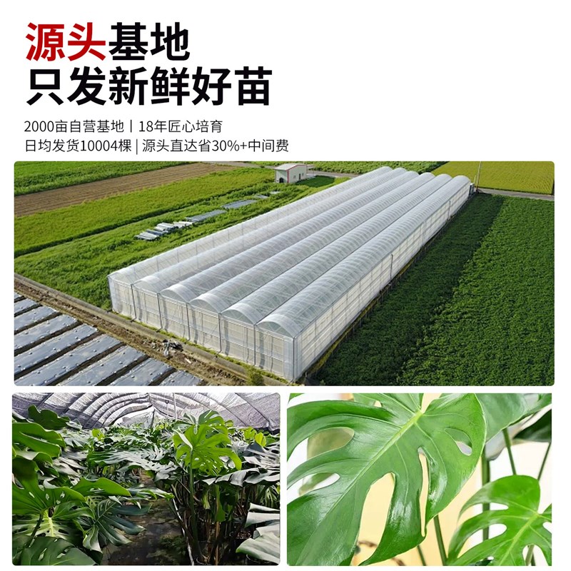 龟背竹客厅大盆栽老桩大叶开背大型落地绿植室内高端大气盆景植物