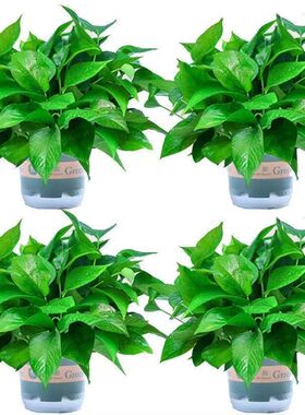 绿萝盆栽室内花卉植物吸甲醛绿植水培好养长藤大叶大盘绿箩