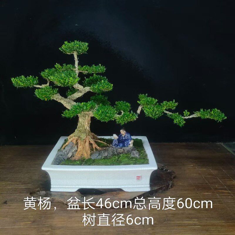 黄杨树盆景盆栽老桩造型树黄杨盆栽老桩书桌室内外绿植净化空气