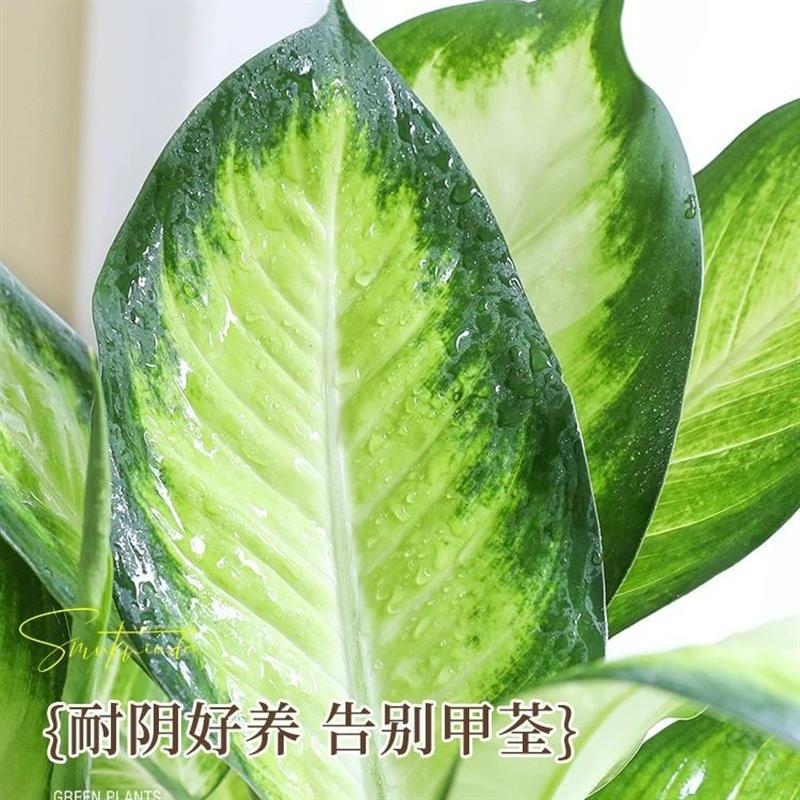 玛丽安粉黛万年青银皇后大盆栽大颗绿植室内客厅桌面好养四季常青