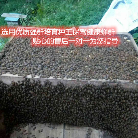 中蜂蜂群带王蜜蜂蜂群养殖带子脾阿坝中蜂带蜂箱中华土蜂出售包邮