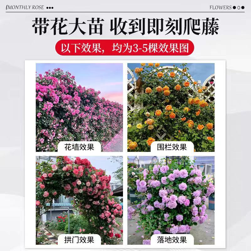 【2棵包邮发顺丰】藤本月季蔷薇花苗爬藤爬墙植物特大花浓香玫瑰
