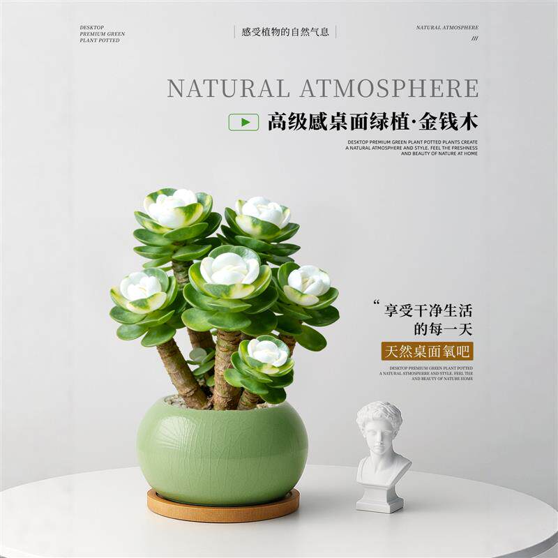 金钱木老桩盆栽多肉植物办公室桌面招财绿植花卉高级感盆景好养活