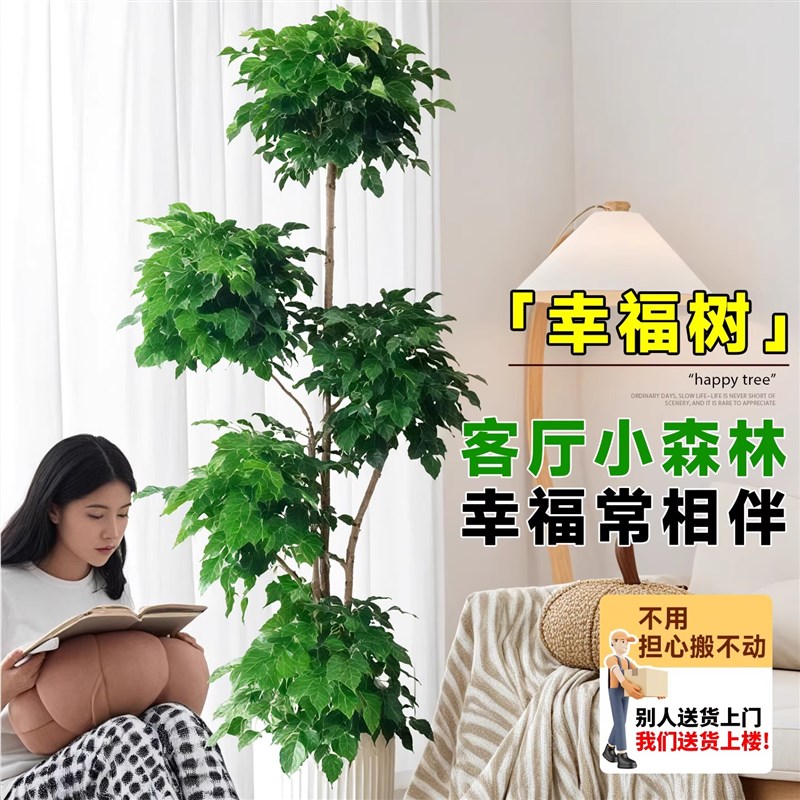 幸福树客厅大盆栽大型老桩绿植室内平安树盆景吸甲醛植物四季好养
