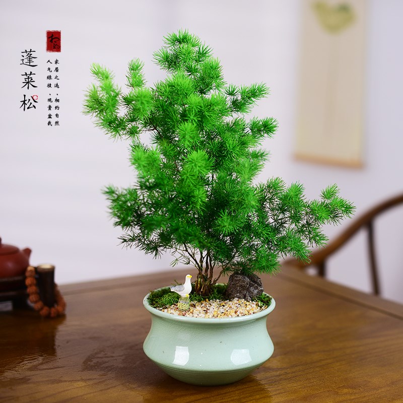蓬莱松盆栽植物室内办公室花卉绿植招财好养活客厅迎客松盆景礼品