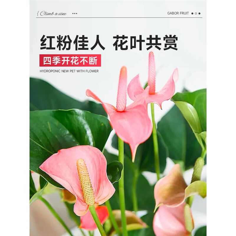 水培植物粉掌盆栽植物红掌室内桌面好养活鲜花水养绿植四季开花卉