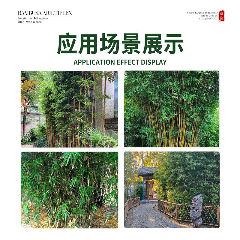 丛生竹子慈孝竹苗盆栽室内绿植庭院室外观赏米竹南方耐寒好养植物
