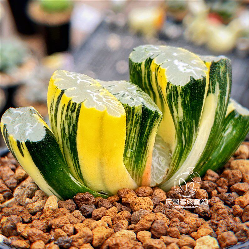 北斋玉扇锦  玉露十二卷多肉植物 名品大窗浓纹稀有绿植 一物一拍