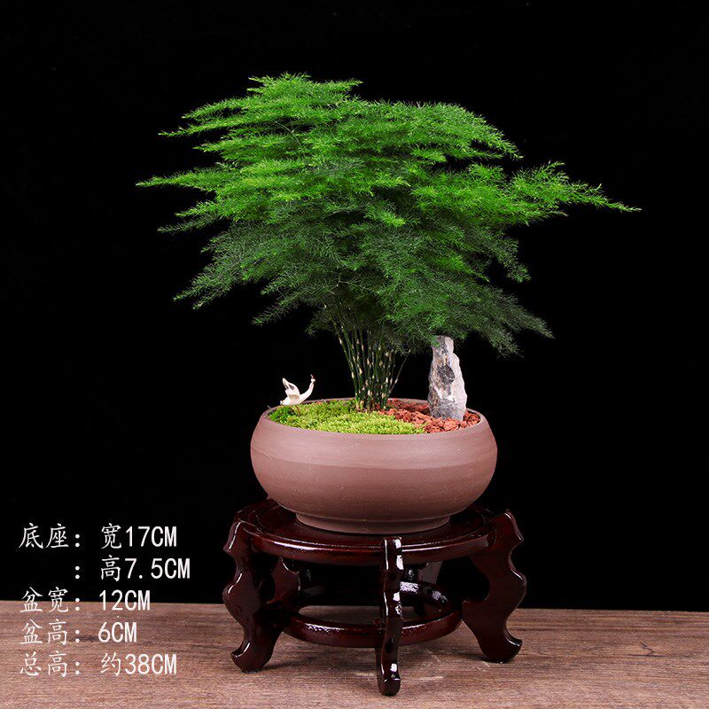 文竹植物大文竹室内盆栽绿植四季常青好养易活