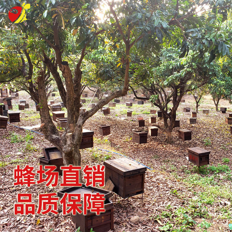 中蜂蜂群广西中蜂中华种蜂养殖带箱新开产蜂王带子脾蜜蜂活群蜜蜂