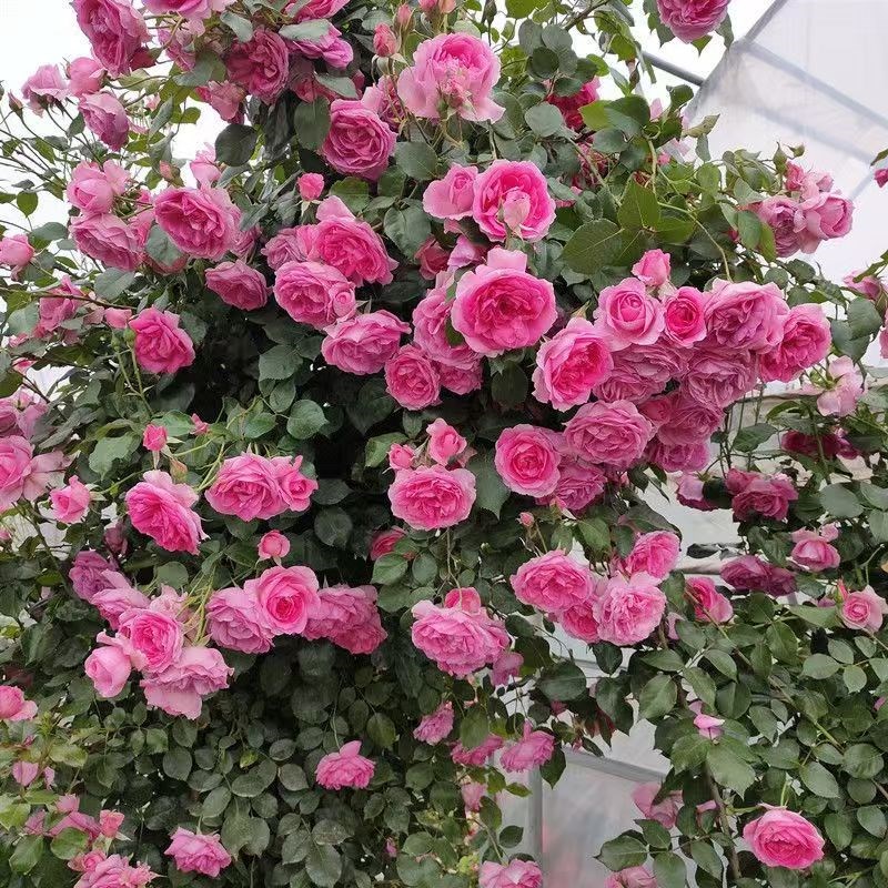 粉色龙沙宝石爬藤月季大苗盆栽浓香大花爬墙花卉庭院花园蔷薇花卉