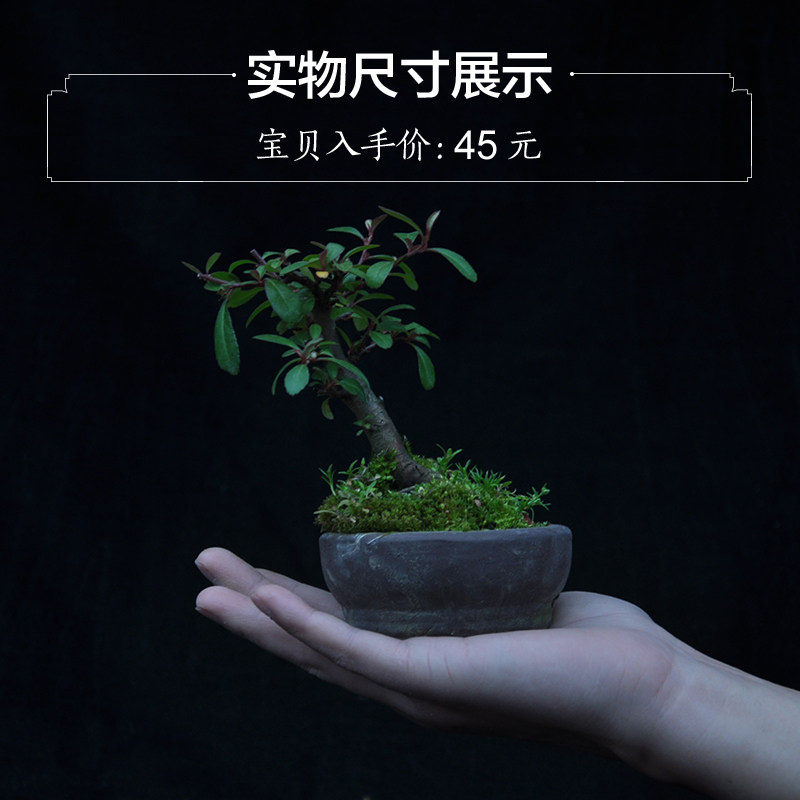 红果火棘盆景盆栽 小叶火棘微型迷你型小盆景 桌面小盆景实物实拍