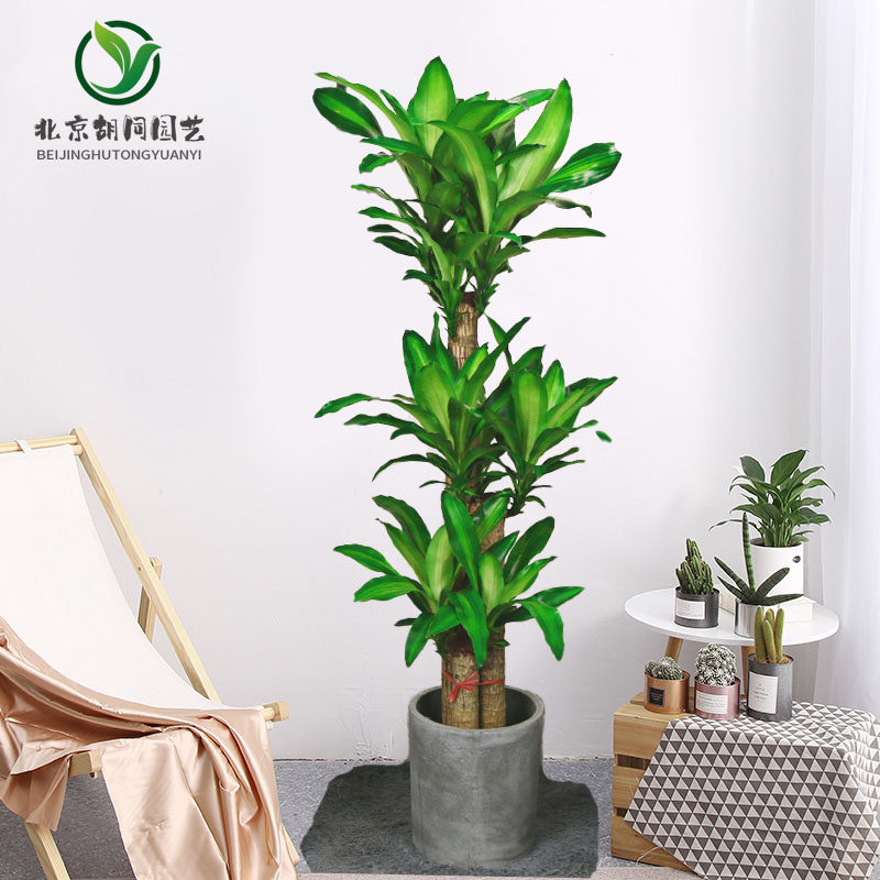 吸甲醛绿植巴西木庭院前台室内盆栽大型花卉北京送礼开业乔迁植物