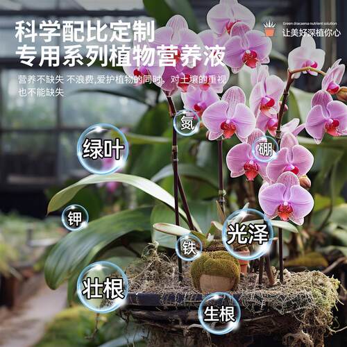 兰花专用植物浓缩营养液生根壮苗君子兰蝴蝶兰花卉促开兰科肥料