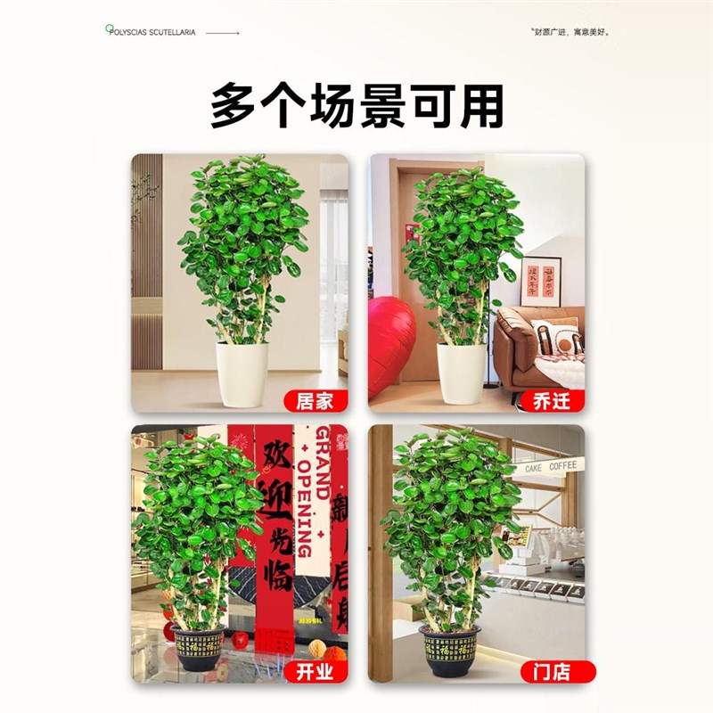 金钱兜发财树大型绿植客厅室内盆栽金钱树圆叶福禄桐落地植物真花