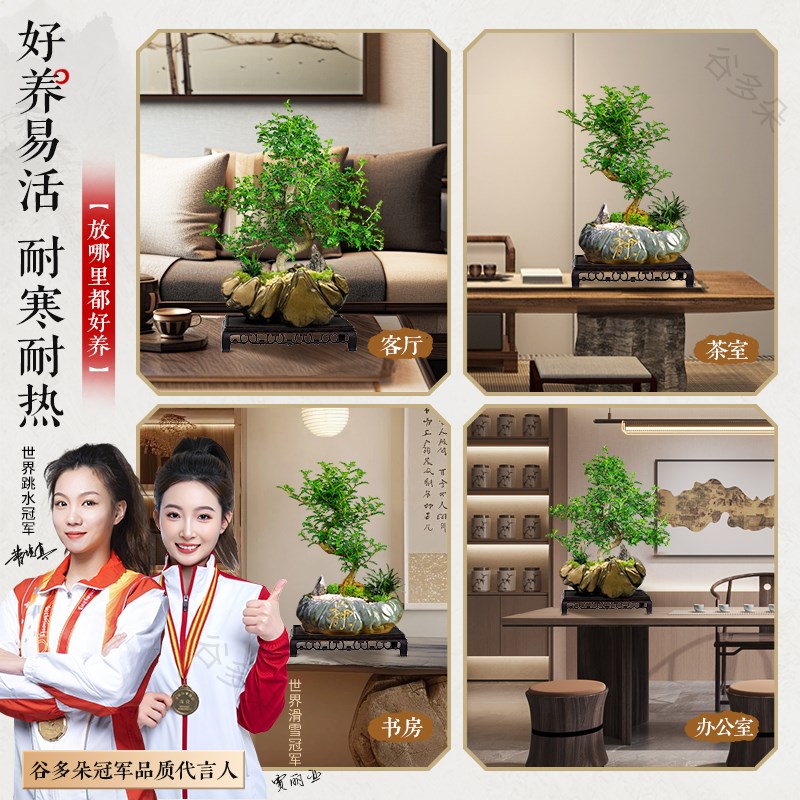 造型清香胡椒木盆景室内植物摆件中式茶室办公室阳台绿植送礼盆栽