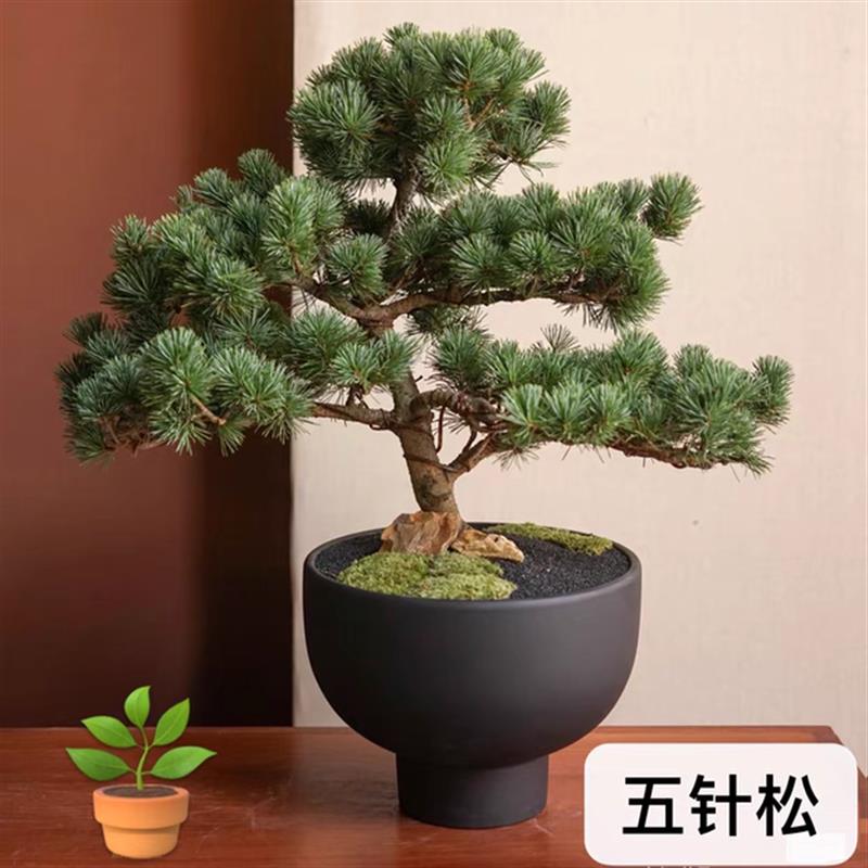 顺丰包邮五针松迎客松盆景真树造型办公室盆栽摆件送开业乔迁祝寿