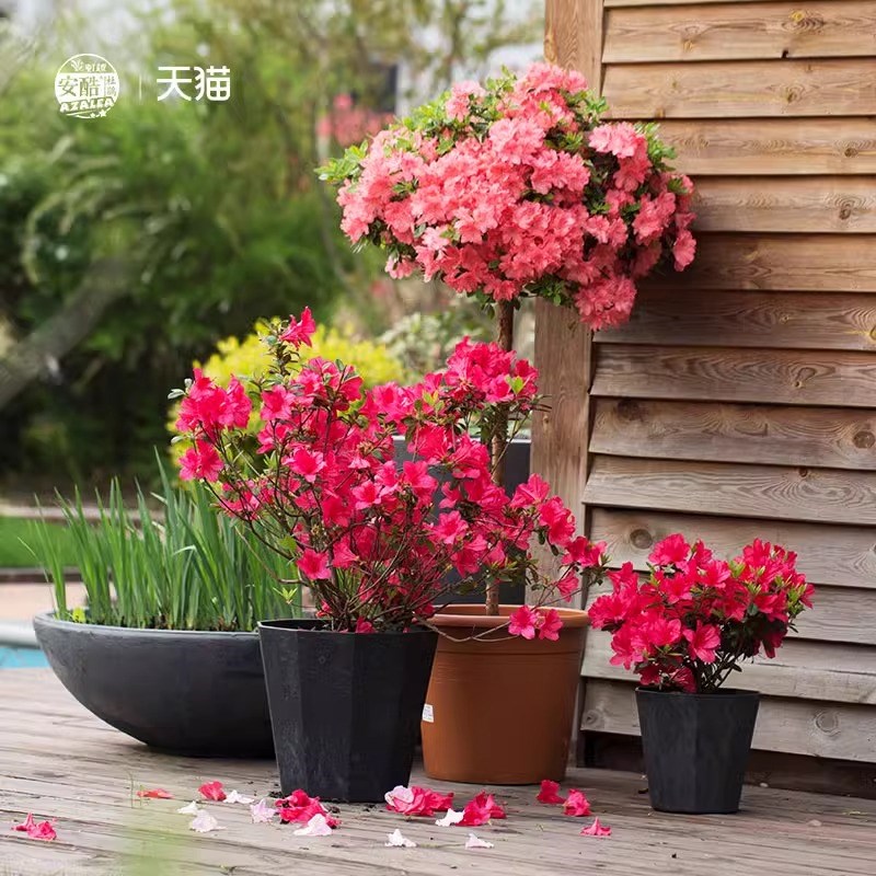 安酷杜鹃花盆栽四季开花精品杜鹃花树苗特大老桩盆景庭院阳台地栽