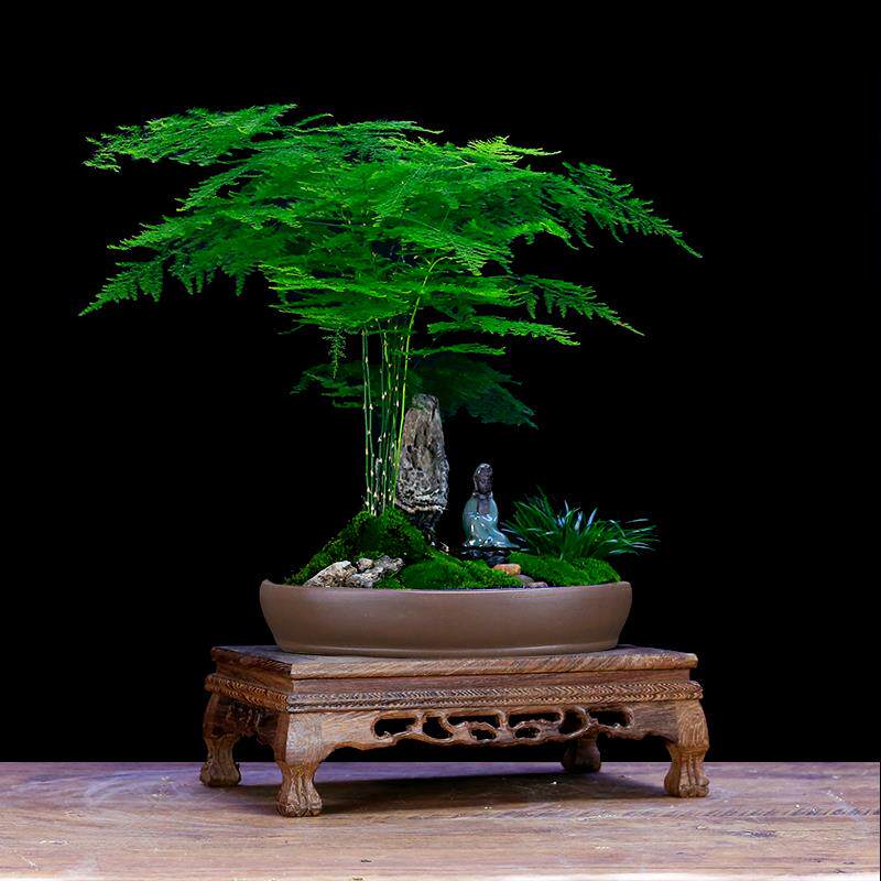 大文竹盆栽假山造型盆景植物室内客厅办公桌花卉绿植四季常青苗