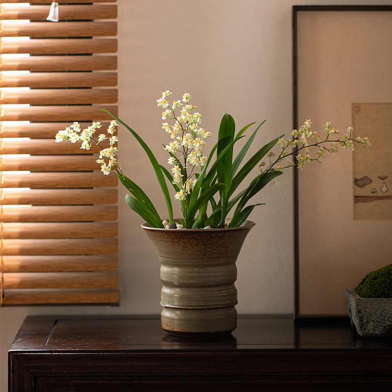 静艺花舍 文心兰梦香兰盆栽办公室内桌面好养绿植有花香花卉植物