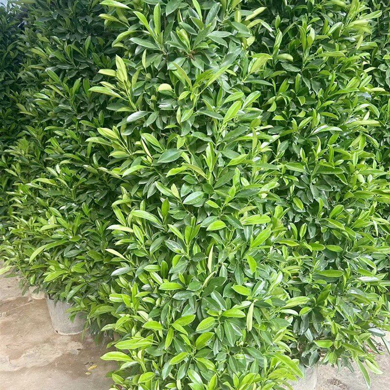 非洲茉莉树苗别墅庭院围墙植物室外大型盆栽绿植盆景四季常青灰莉
