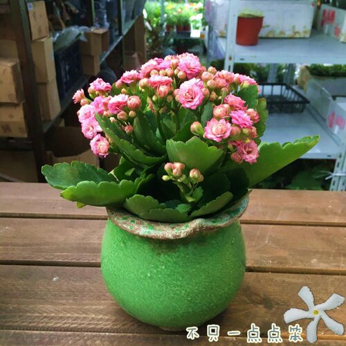 长寿花 宫灯长寿花期长盆栽苗带花苞带土 耐热室内阳台花卉5-40度