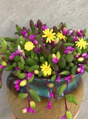 多肉植物彩色紫玄月大盆可吊兰装饰圆叶开花型室内桌面绿植盆栽