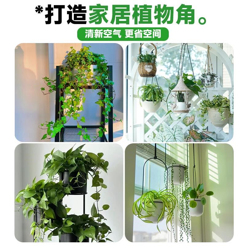 垂吊植物吊兰蕨类绿萝常春藤山乌龟盆栽室内阳台悬挂绿植四季好养