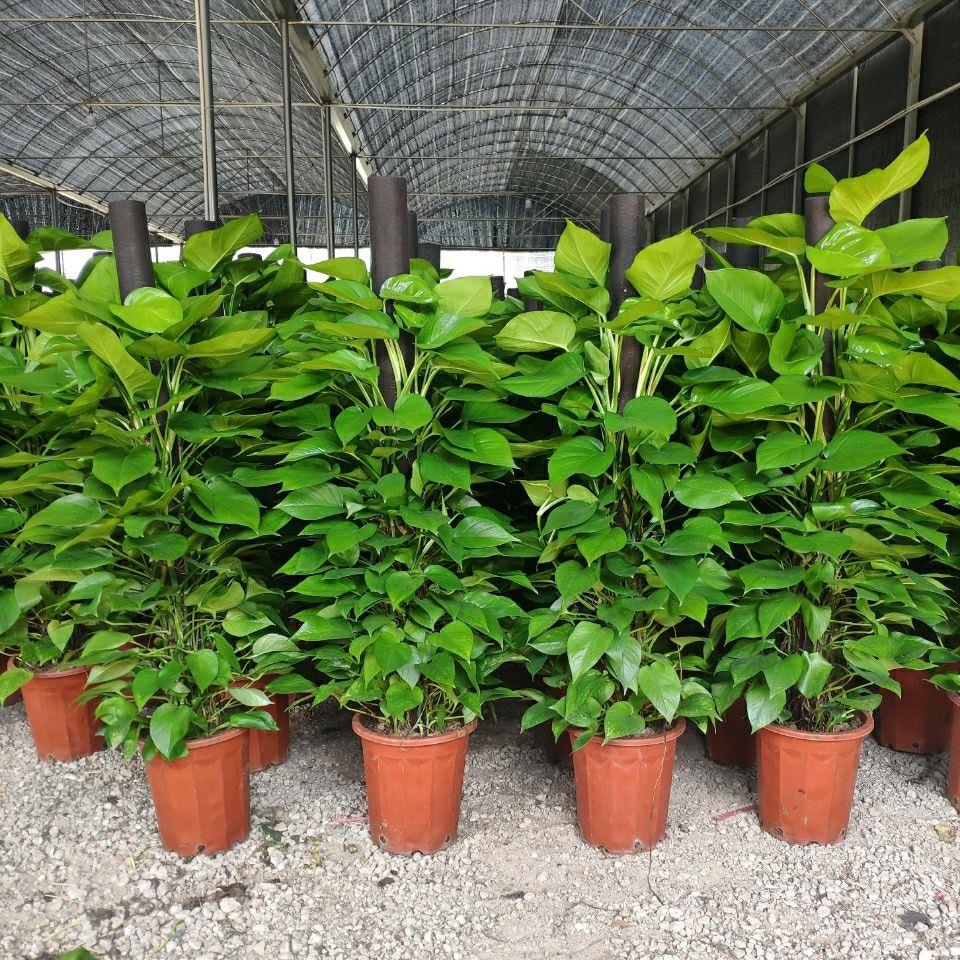 大叶绿萝柱盆栽室内大型植物绿箩客厅好养活绿植好养花卉绿萝柱大
