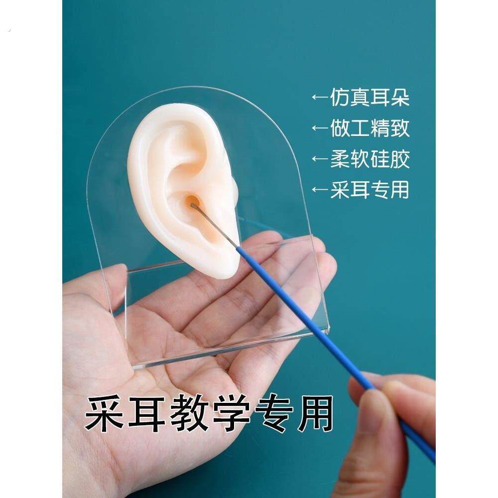 硅胶假耳朵仿真人耳膜模型展示教学培训长耳道采耳工具练习模具跨