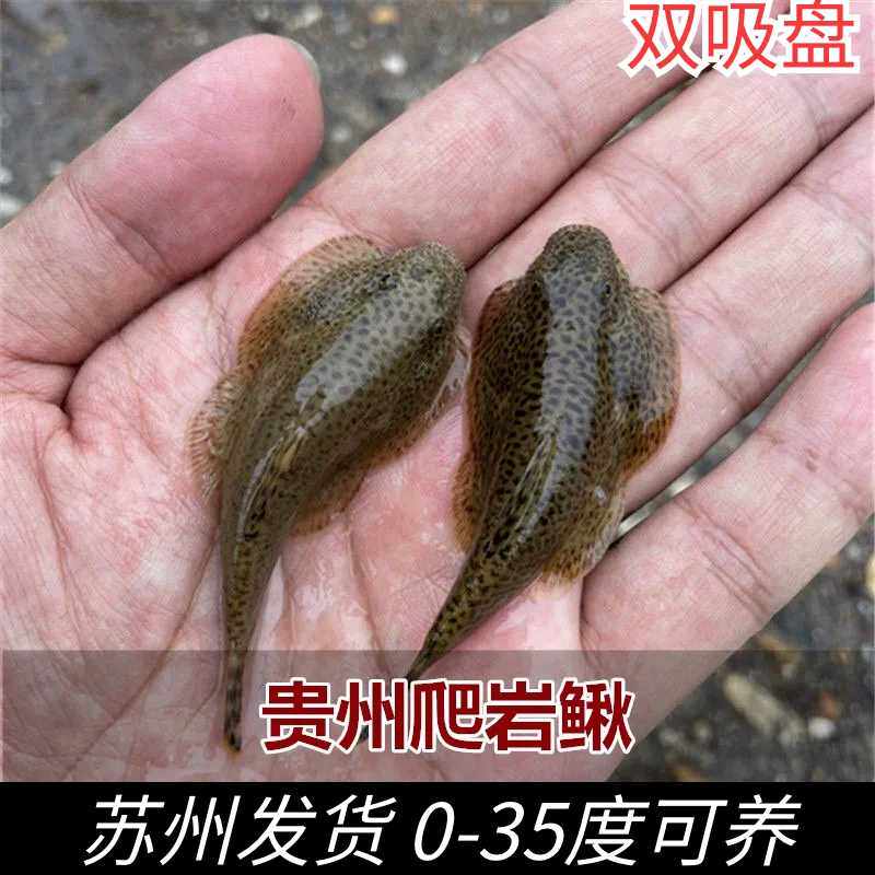 贵州爬岩鳅冷水清道夫鱼琵琶鼠双吸盘吸鳅除藻吃垃圾擦玻璃包邮
