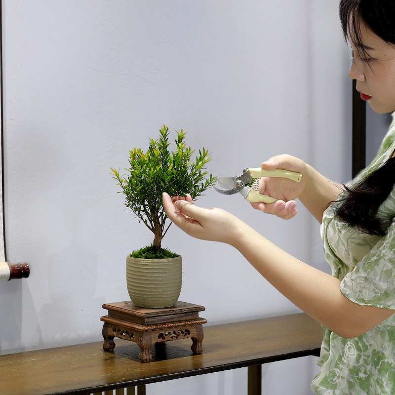 小叶赤楠盆景植物室内客厅办公室茶几桌面小绿植盆栽四季常青好养