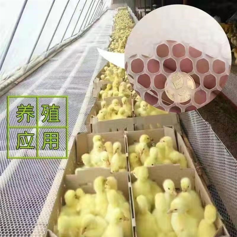 加厚塑料网格鸡鸭鹅羊苗床脚垫育雏漏粪胶网养蚕养蜂网围栏网