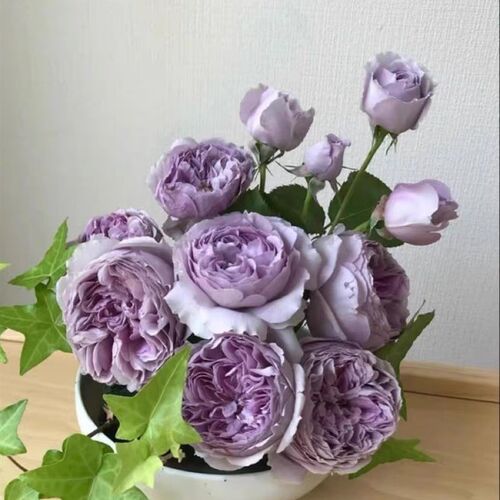 丽啦日月新品月季扦插花苗多头四季勤花庭院植物阳台盆栽玫瑰花苗