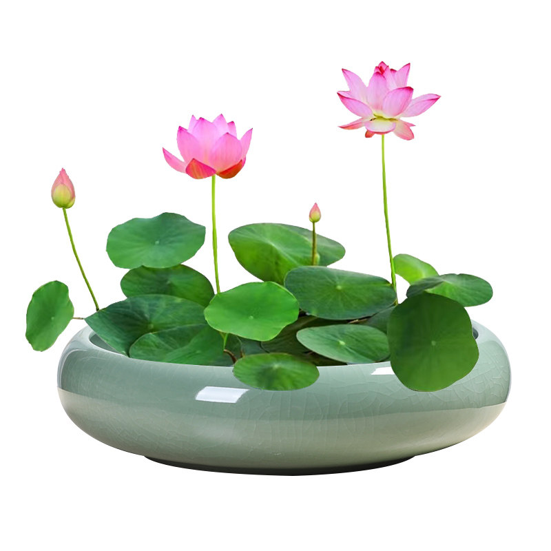 陶瓷大号哥窑花盆水仙花无孔睡莲碗莲荷花水培铜钱草碗莲盆缸养鱼