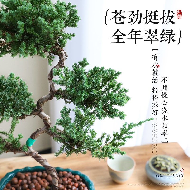 迎客松五层塔松罗汉松真树盆景摆件室内客厅桌面绿植盆栽老桩树苗