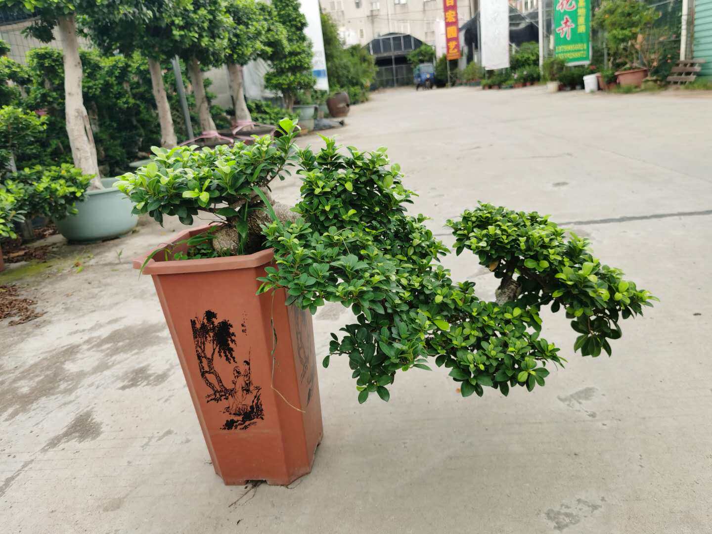 大型绿植迎客悬崖式盆栽 室内小叶榕树盆景老桩 四季常青客厅摆件