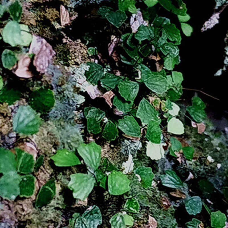 小铁线蕨(原变种齿叶)迷你微型植物盆栽 微景观生态缸热带雨林