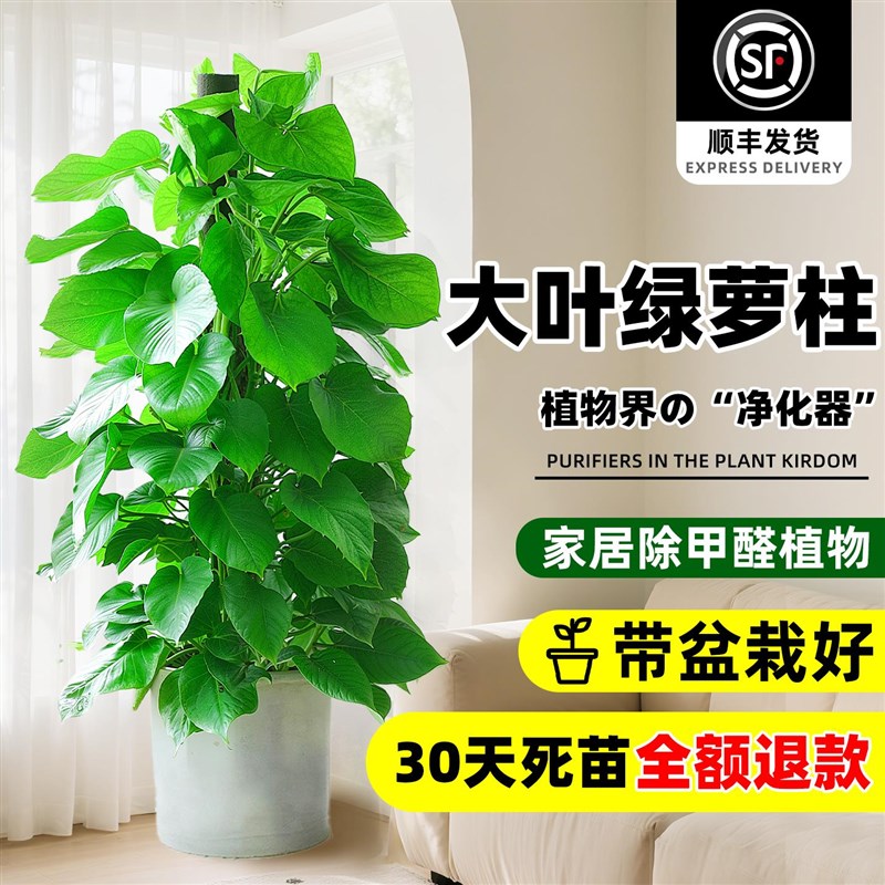 大叶绿萝柱盆栽吸甲醛大型绿植室内招财旺宅好养活办公室绿箩客厅