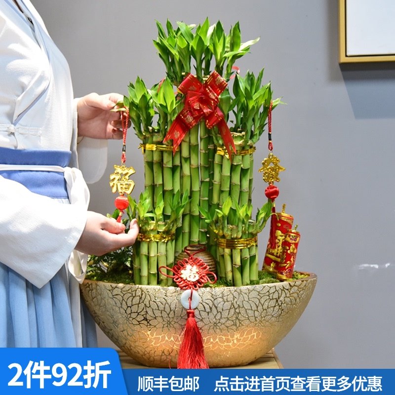 富贵竹节节高塔竹子带根盆栽转运绿植物四季好养花卉室内客厅盆景