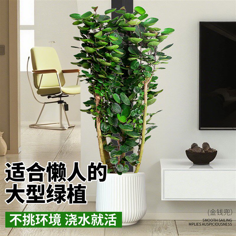金钱兜发财树大型绿植客厅室内盆栽金钱树圆叶福禄桐落地植物真花