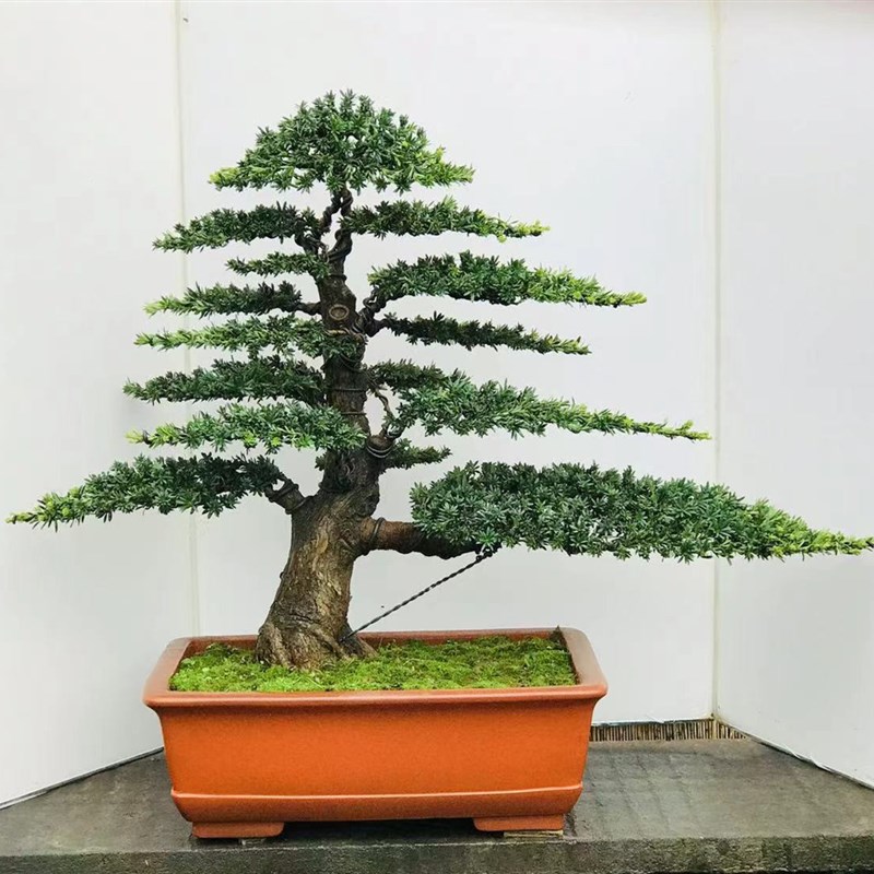 米叶罗汉松盆景 小叶罗汉松 珍珠罗汉松 盆景树桩 一物一拍包邮