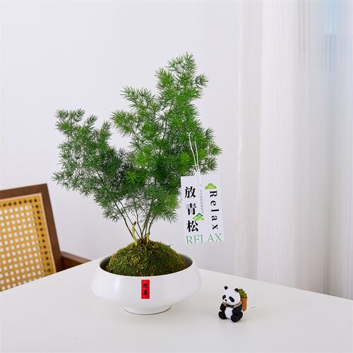 蓬莱松苔藓球室内北欧水培创意绿植办公室净化空气盆栽好养放青松