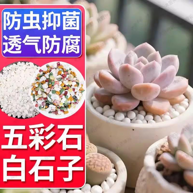 七彩石水培多肉铺面花盆垫底彩色石子白石天然养花园艺白鱼缸底砂