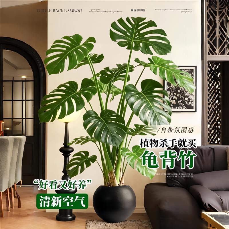 龟背竹大叶老桩开背办公室内客厅四季好养活高级感落地盆栽大绿植