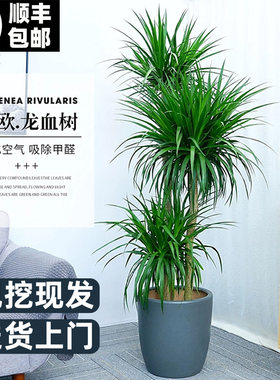 龙血树老桩室内大型植物盆栽大绿植龙须树琴叶榕千年木客厅大绿植