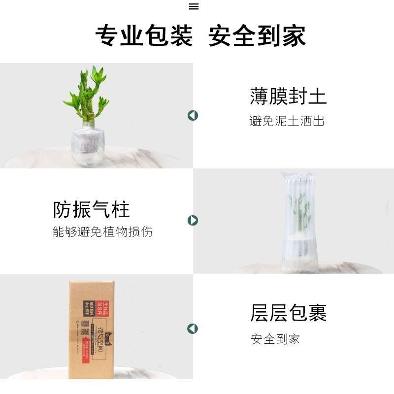 厂家直销懒人花盆自动吸水花盆创意水培玻璃花盆办公室桌面简约小