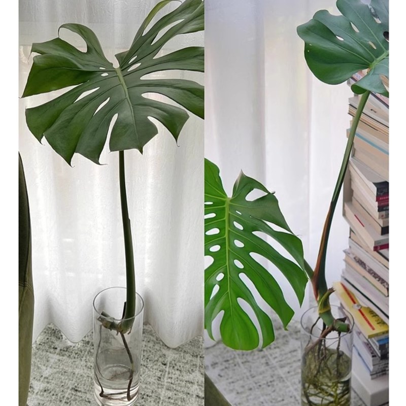 水培龟背竹老桩根植物办公室室内吸甲醛的客厅旺宅绿植好养活四季图片